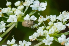 Geraeus
