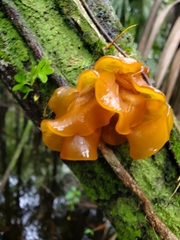 Tremella mesenterica image