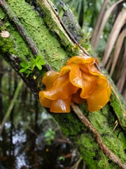 Tremella mesenterica image