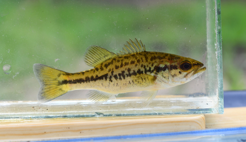 Largemouth Bass, photo 3 of 10