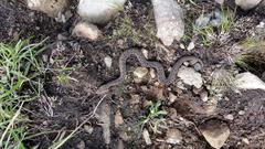 Bitis atropos atropos