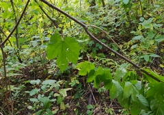 Humulus lupulus