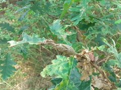 Pseudoneuroterus macropterus