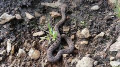 Bitis atropos atropos