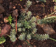 Oxalis hirta canescens