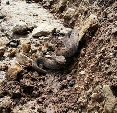 Bitis atropos atropos