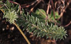 Oxalis hirta canescens