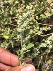 Chenopodium incanum
