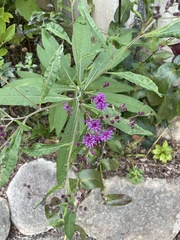 Vernonia acaulis