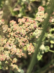 Chenopodium incanum