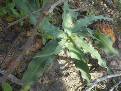 Cyanella