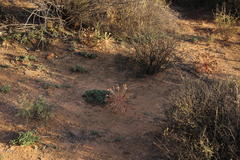 Brunsvigia bosmaniae