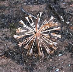 Brunsvigia bosmaniae
