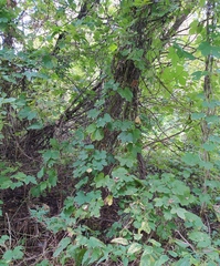 Humulus lupulus