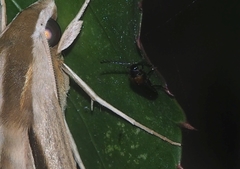 Coleoptera