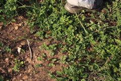 Pelargonium althaeoides