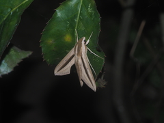 Theretra silhetensis