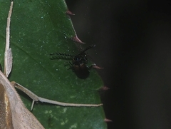Coleoptera