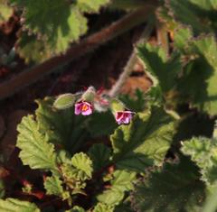 Pelargonium althaeoides