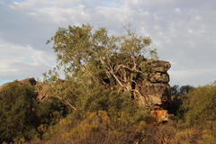 Ficus cordata cordata