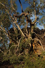 Ficus cordata cordata