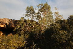 Ficus cordata cordata