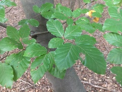 Fagus sylvatica