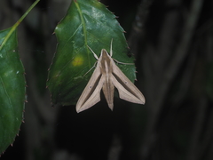 Theretra silhetensis