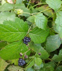 Rubus caesius