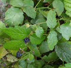 Rubus caesius