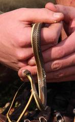 Psammophis notostictus