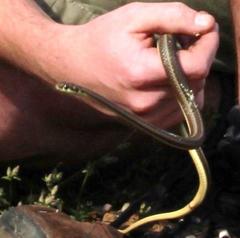 Psammophis notostictus