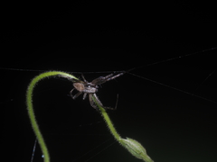 Neoscona theisi