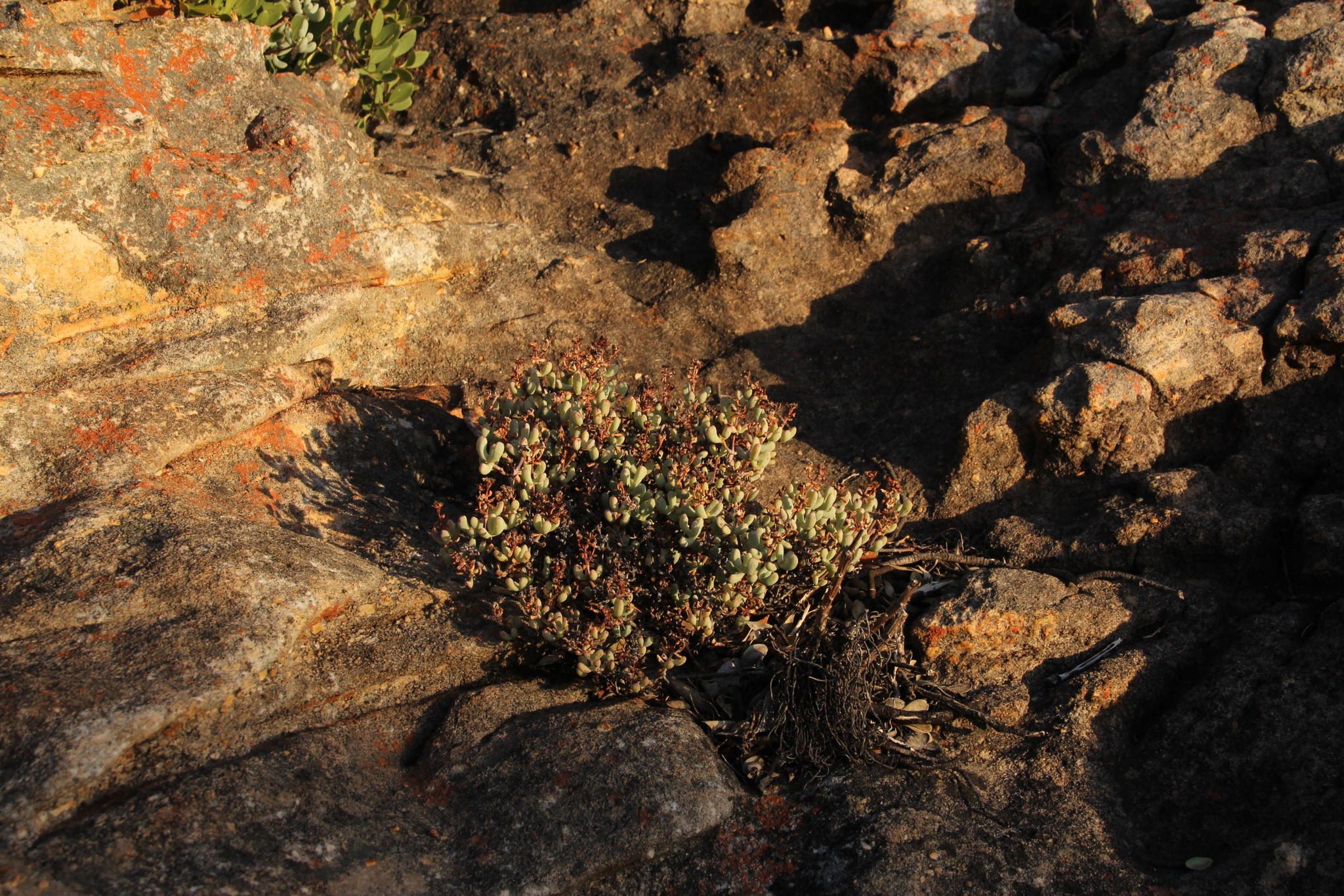 Cederberg Toothfig (Oscularia cedarbergensis)