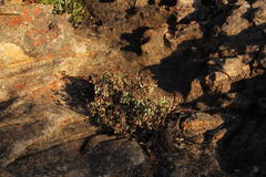 Oscularia cedarbergensis