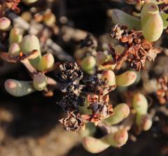 Oscularia cedarbergensis