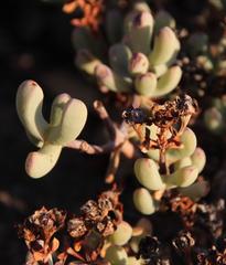 Oscularia cedarbergensis