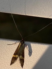 Nemophora degeerella