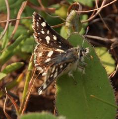 Spialia