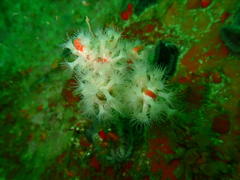 Parazoanthus capensis