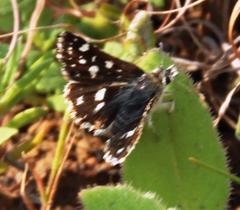 Spialia