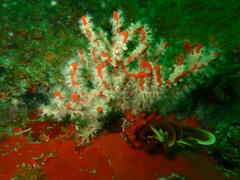 Parazoanthus capensis