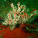Parazoanthus capensis - Photo (c) Peter Southwood, algunos derechos reservados (CC BY-SA), subido por Peter Southwood
