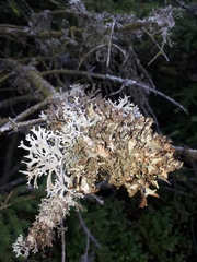 Pseudevernia furfuracea