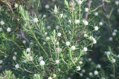 Phylica wittebergensis