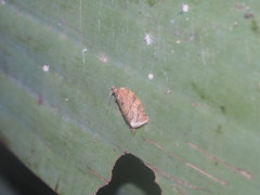 Adoxophyes privatana