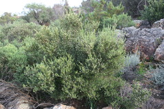 Phylica wittebergensis