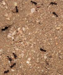 Tetramorium signatum