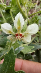Loasa prostrata