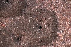 Tetramorium signatum